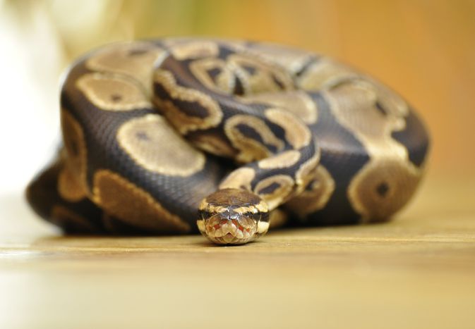 A ball python