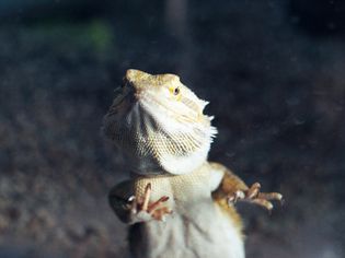 Bearded Dragon standing against the grass