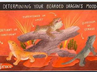 Determining Your Bearded Dragons Mood