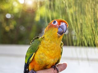 Beautiful Birds On The Fingers. Parrot On The Finger, Parrot Sun Conure On Hand.