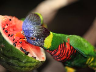 Beautiful parrot eat watermelon