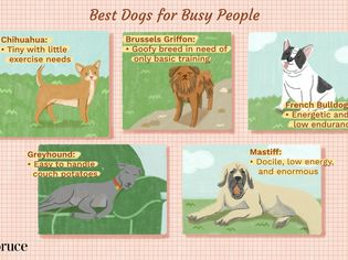 Best Dogs for Busy People