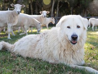 Great Pyrenees dog laying on grass near sheep
