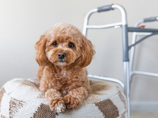 Brown poodle sitting on white and brown pouf next to metal walker