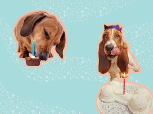 Photo comps of dogs with birthday cake 