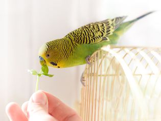 Bird bydgie sits on cage and eats from human hand fresh green gr