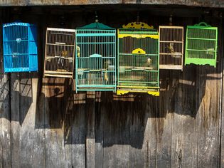 Birds In Cage Against Wooden Wall For Sale At Market