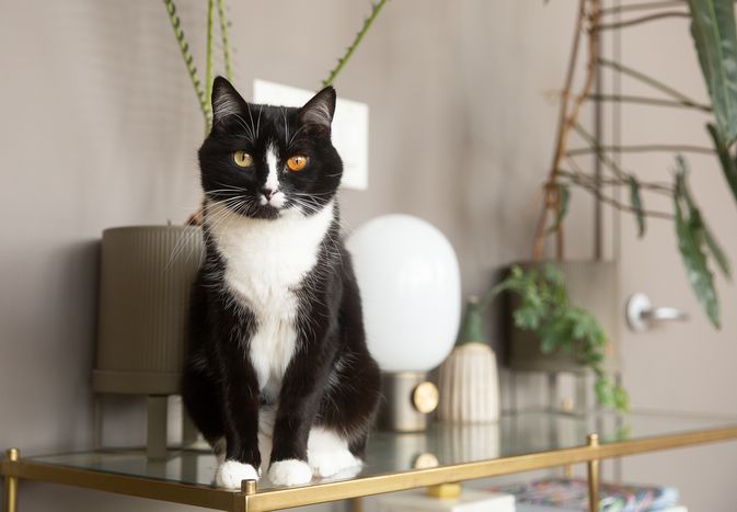 Black and white cat sitting on edge of glass top with decor items and houseplants