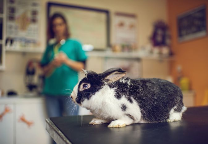 Black and white rabbit on examination table at vet's.