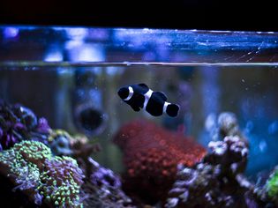 Black and White Striped Fish in Fish Tank