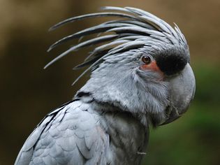 Close up of black palm cockatoo