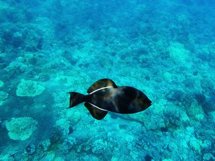 Black Triggerfish on coral reef background. Molokini, Maui, Hawaii.