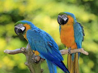 Two blue-and-gold macaws perched on a tree