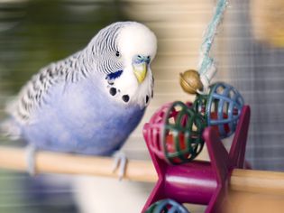 Blue budgie with toy
