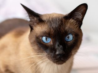 Siamese cat with blue eyes closeup