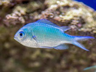 Blue green chromis fish with light blue and silvery scales