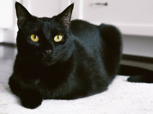 Black Bombay cat sitting on a kitchen rug