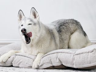 A Siberian Husky yawning