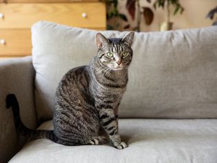 Black and brown striped cat sitting on a gray couch