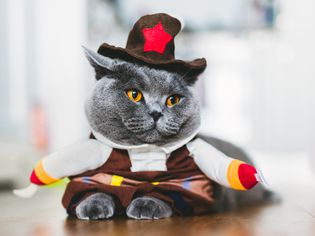 British shorthair cat wearing a funny costume
