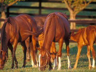 Broodmares and foals