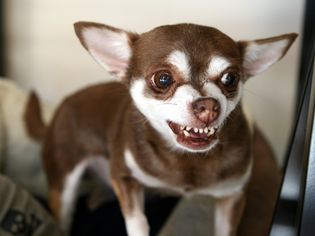 Brown Chihuahua snarling with teeth showing