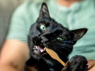 Black cat getting teeth brushed with wooden finger toothbrush