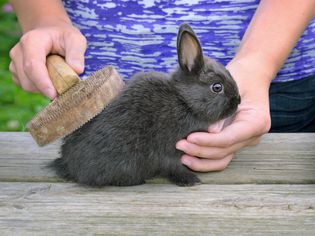 Brushing Rabbit