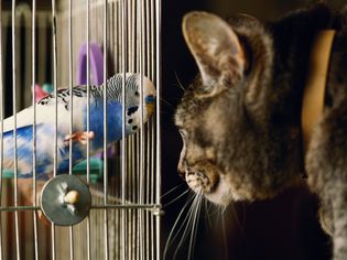 Budgerigar and cat face to face through birdcage