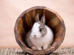 Bunny in a wooden flower pot