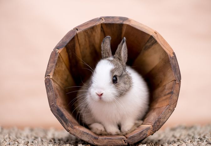 Bunny in a wooden flower pot
