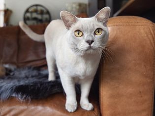 Light tan Burmese cat with yellow eyes on brown leather couch