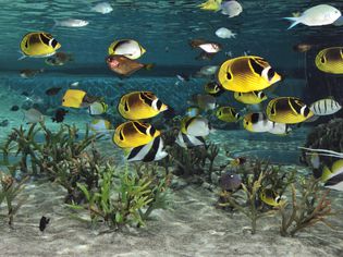 Butterflyfish swimming above coral in an aquarium
