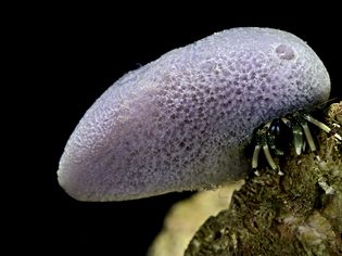Calcinus laevimanus (Hawaiian hermit, dwarf zebra hermit crab) - with sponge