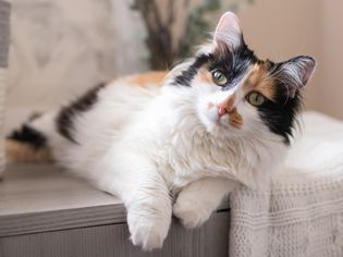 Calico cat with white fur and black and brown fur on face sitting on couch