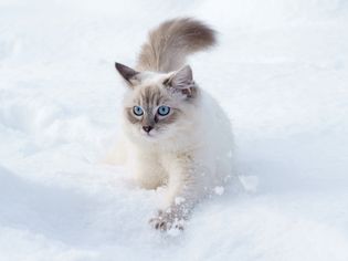 cat in snow; can cats get frostbite?