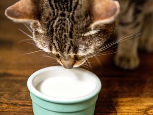 Brown cat looking down at bowl of milk closeup