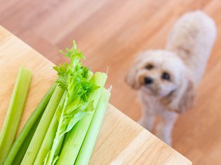 Celery stalks on cutting board with dog looking up at celery