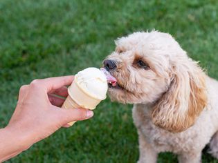 Cream-colored dog eating ice cream out of cone on grass lawn