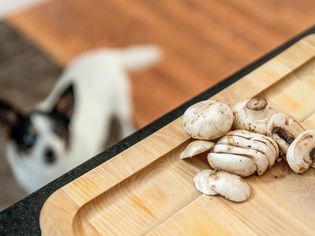 Mushroom pieces on cutting board with dog looking up at mushrooms