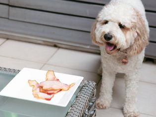 White dog standing next to plate of pork strips