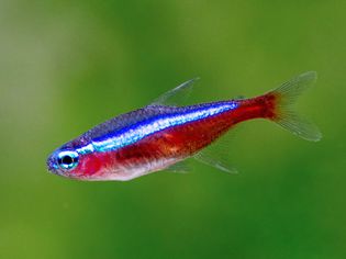 Cardinal tetra fish with shiny blue scales on top half and red scales on bottom half