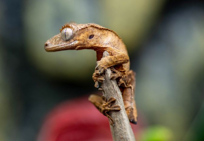 Crested gecko with gray eyes and light brown brown skin climbing twig closeup