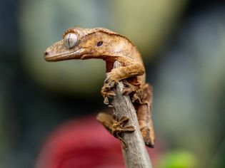 Crested gecko with gray eyes and light brown brown skin climbing twig closeup