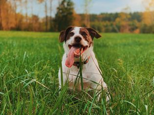 A white and brown dog sits in the grass
