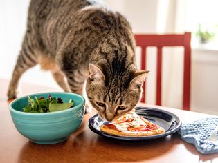 Brown cat smelling slice of pizza on black plate next to blue bowl of salad