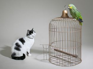 Cat looking at parrot