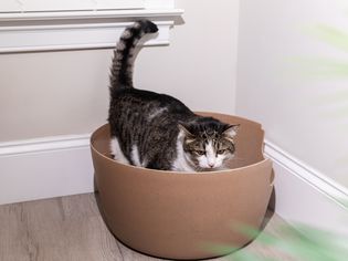 Brown and white cat standing inside brown litter box