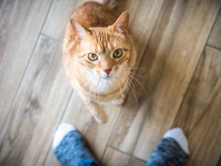Cat between owner's feet looks up at camera