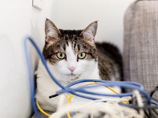 White and brown cat near blue , yellow and white electrical cords